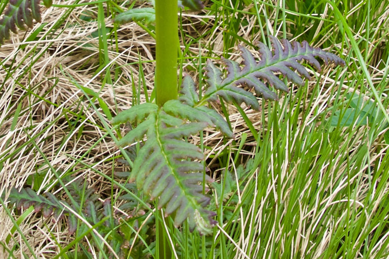 Pedicularis recutita (Orobanchaceae) ?  S