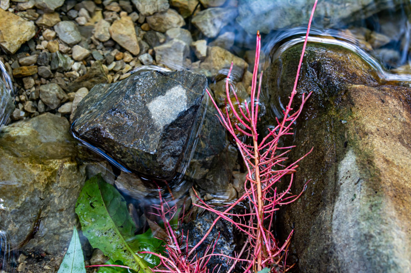 Cuscuta campestris ?  No, radici uscite allo scoperto