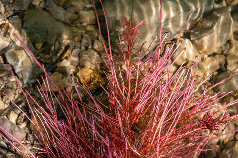 Cuscuta campestris ?  No, radici uscite allo scoperto