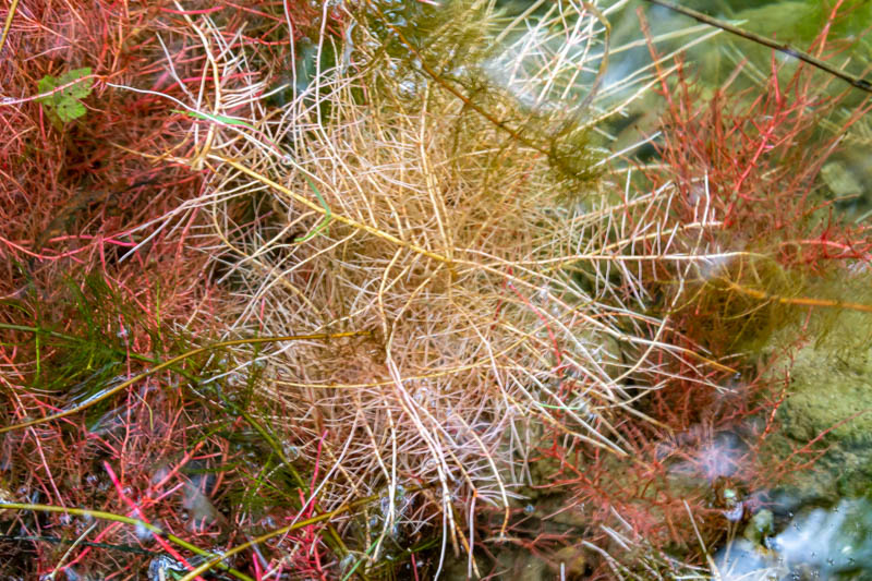 Cuscuta campestris ?  No, radici uscite allo scoperto