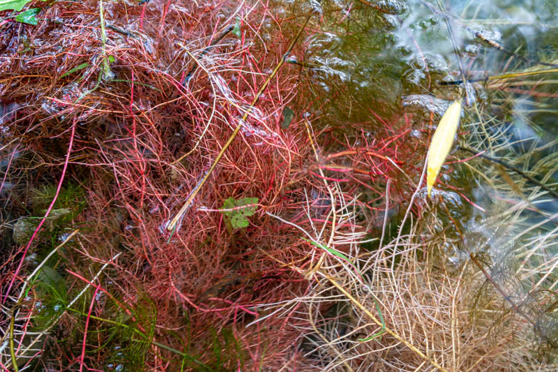 Cuscuta campestris ?  No, radici uscite allo scoperto