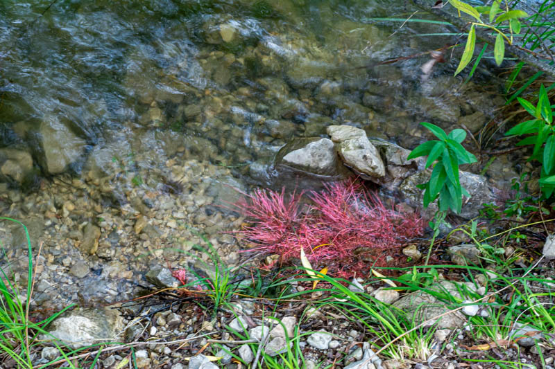 Cuscuta campestris ?  No, radici uscite allo scoperto