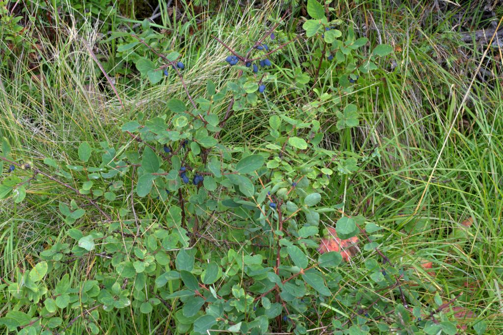 Lonicera caerulea / Caprifoglio turchino