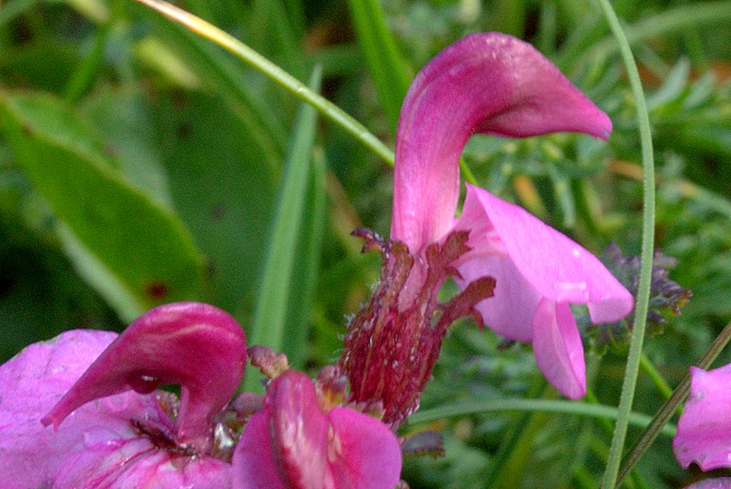 Pedicularis kerneri?