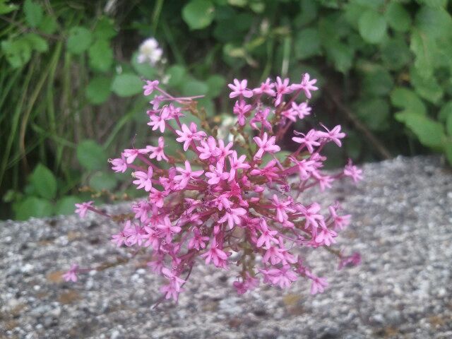 Centranthus ruber
