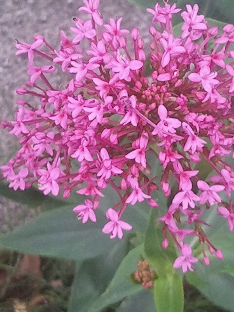 Centranthus ruber