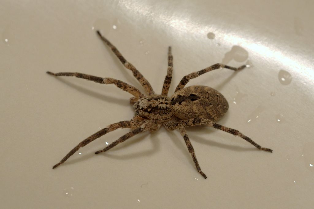 Zoropsis spinimana - Mozzate (CO)
