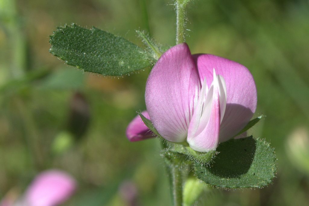 Ononis spinosa