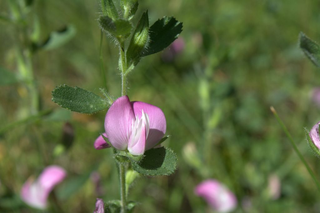 Ononis spinosa