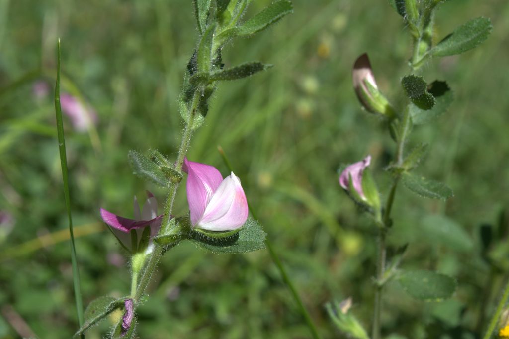 Ononis spinosa