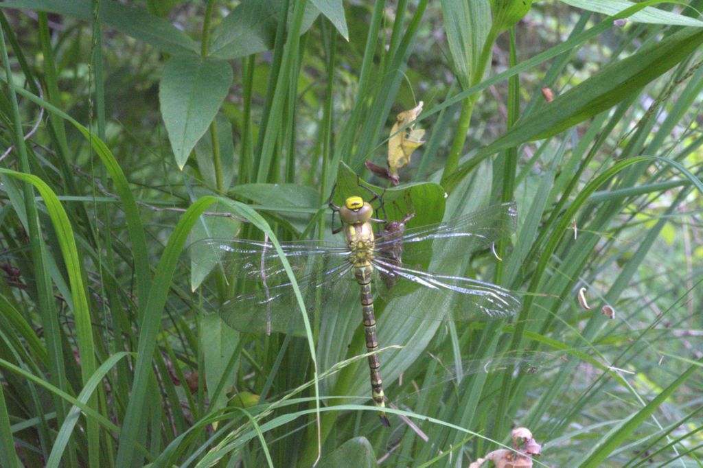 libellula da determinare - Aeshna cyanea
