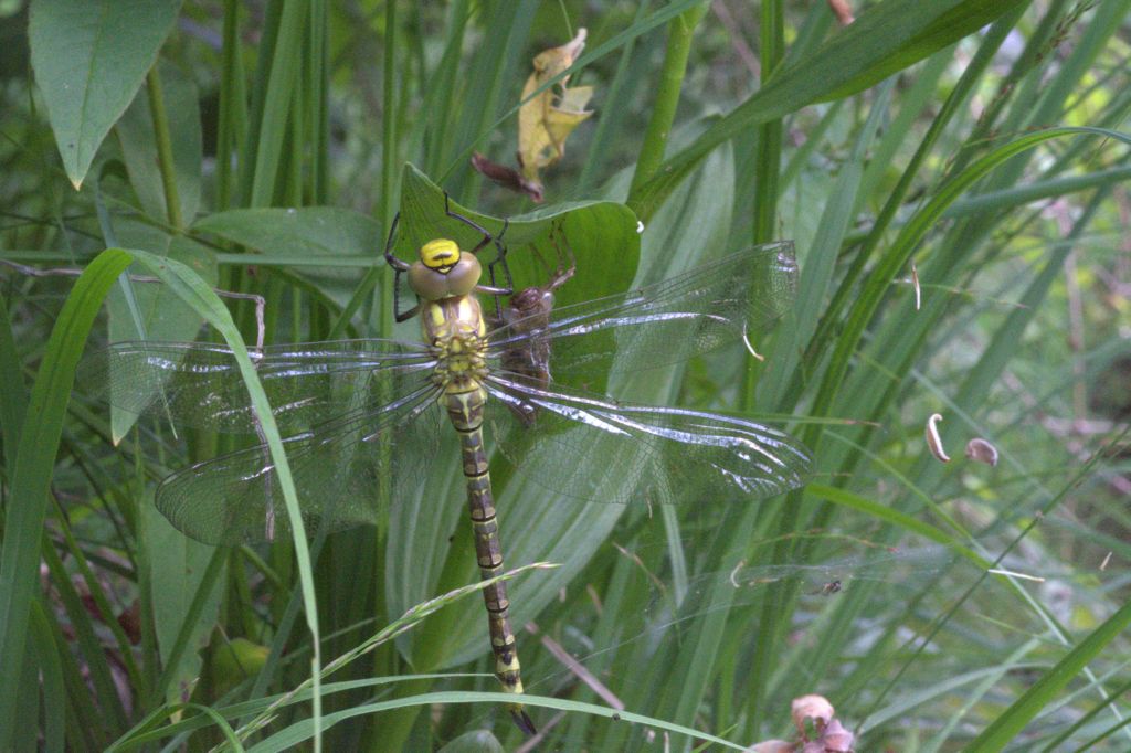 libellula da determinare - Aeshna cyanea