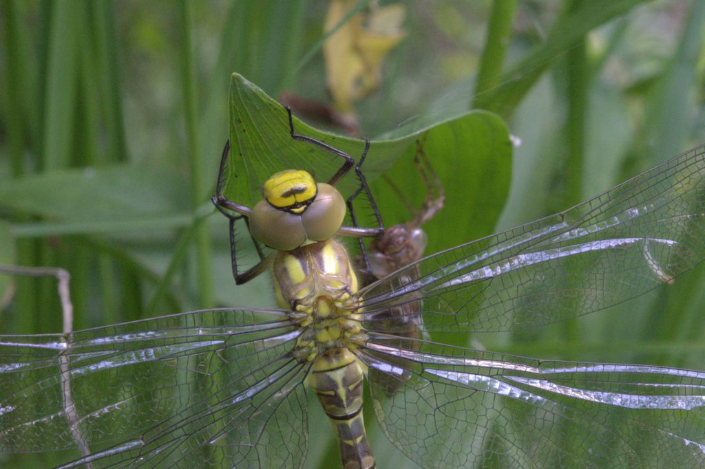 libellula da determinare - Aeshna cyanea