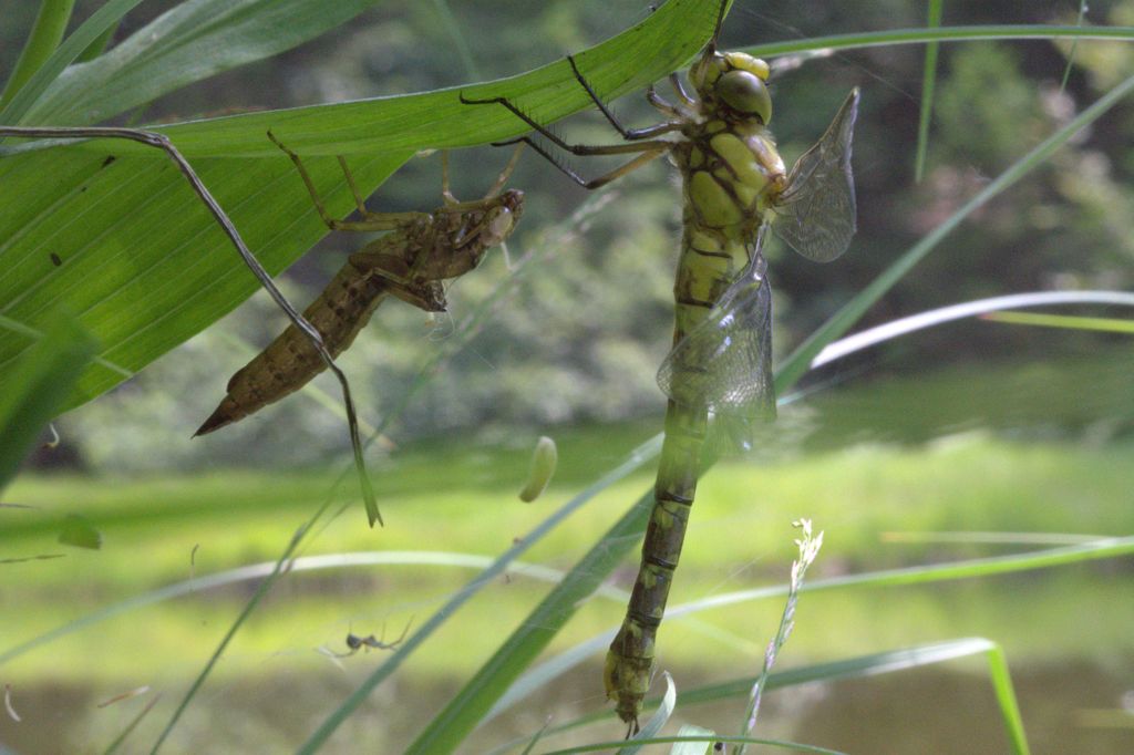 libellula da determinare - Aeshna cyanea