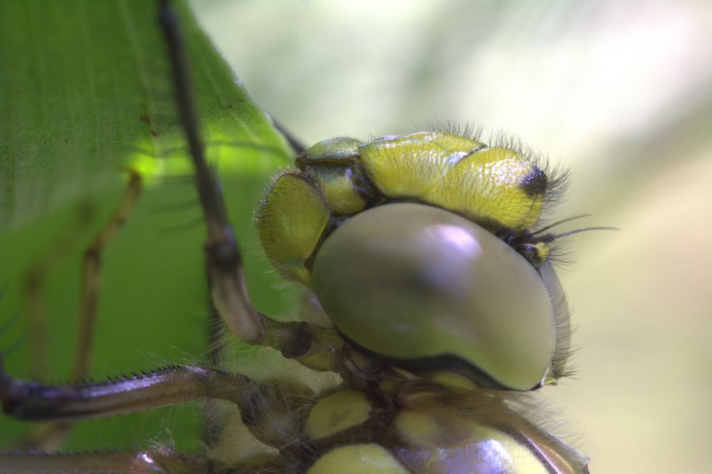 libellula da determinare - Aeshna cyanea