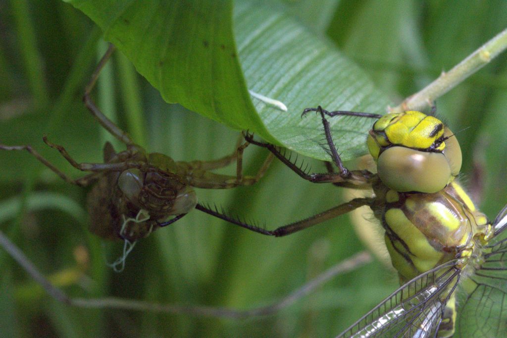 libellula da determinare - Aeshna cyanea