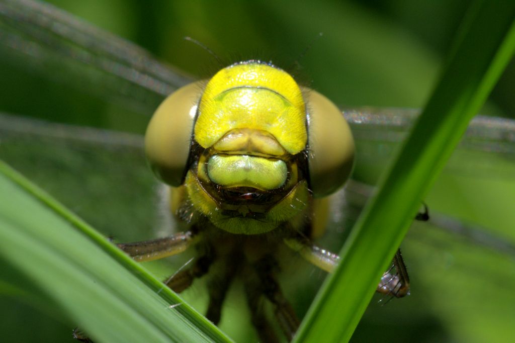 libellula da determinare - Aeshna cyanea