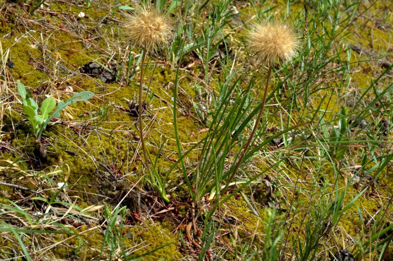 Scorzonera villosa / Scorzonera spinulosa