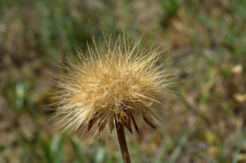 Scorzonera villosa / Scorzonera spinulosa