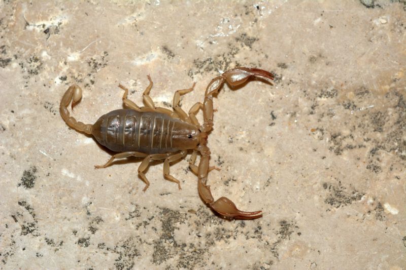 Euscorpius cf. garganicus da Minervino Murge(BT), Puglia