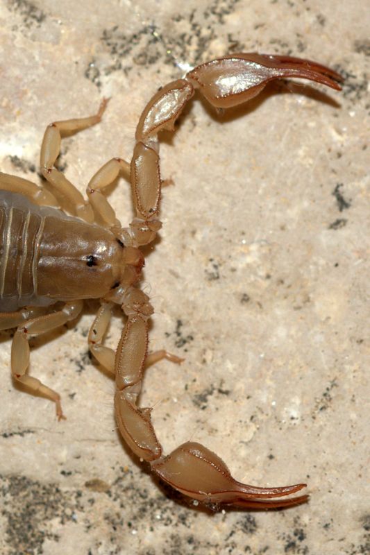 Euscorpius cf. garganicus da Minervino Murge(BT), Puglia