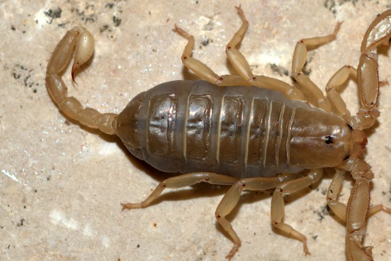 Euscorpius cf. garganicus da Minervino Murge(BT), Puglia