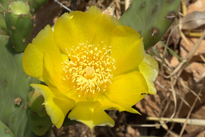 Opuntia humifusa / Fico d''India nano