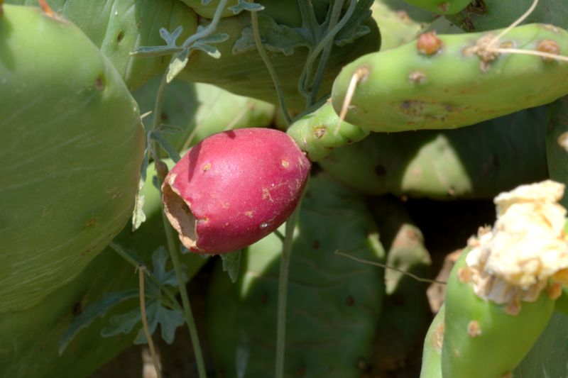 Opuntia humifusa / Fico d''India nano