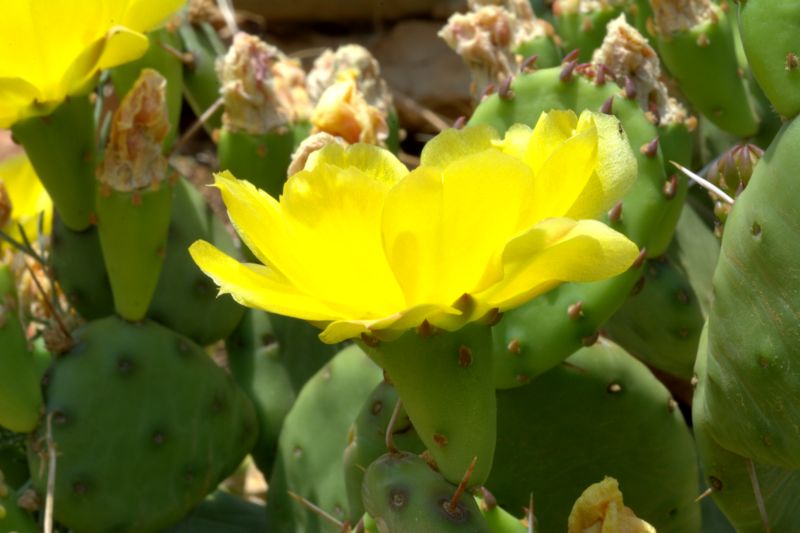 Opuntia humifusa / Fico d''India nano