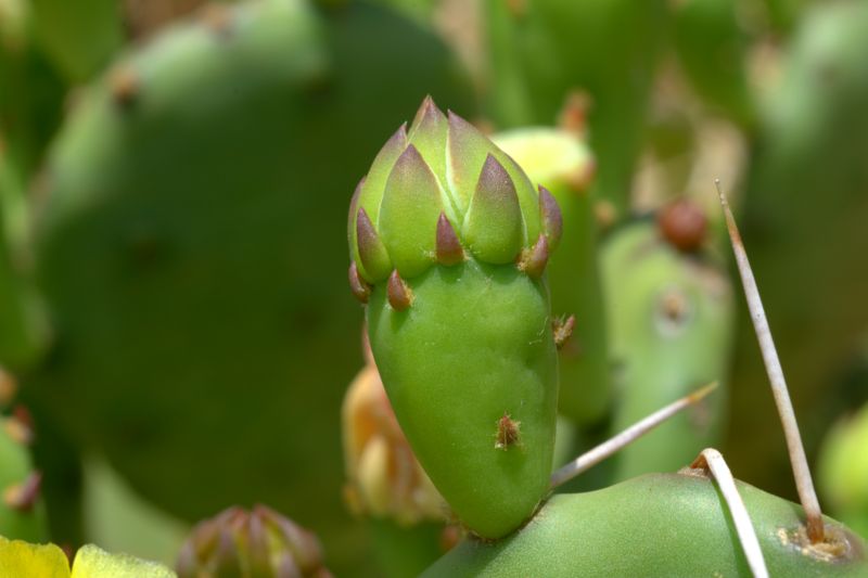 Opuntia humifusa / Fico d''India nano