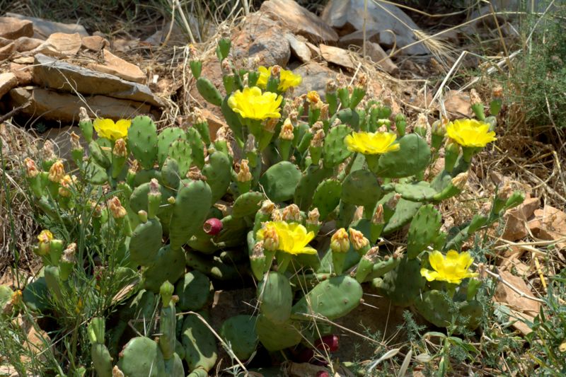 Opuntia humifusa / Fico d''India nano