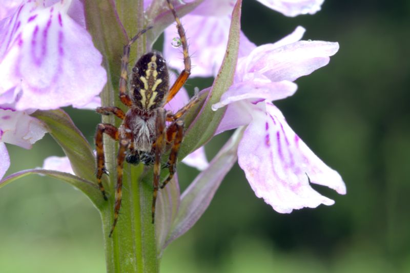 Aculepeira  sp.  - Lardaro(TN)