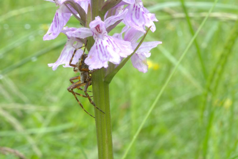 Aculepeira  sp.  - Lardaro(TN)