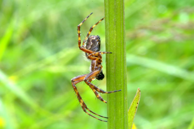 Aculepeira  sp.  - Lardaro(TN)