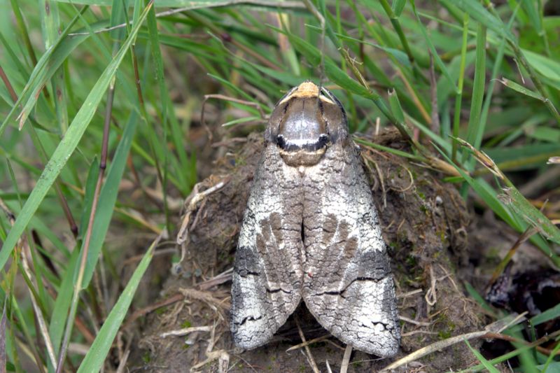 Falena da determinare - Cossus cossus