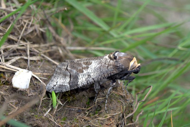 Falena da determinare - Cossus cossus