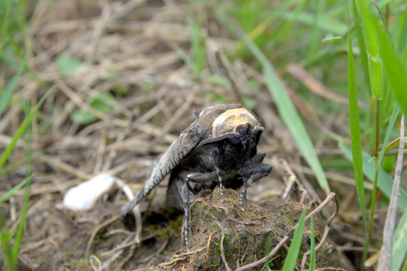 Falena da determinare - Cossus cossus