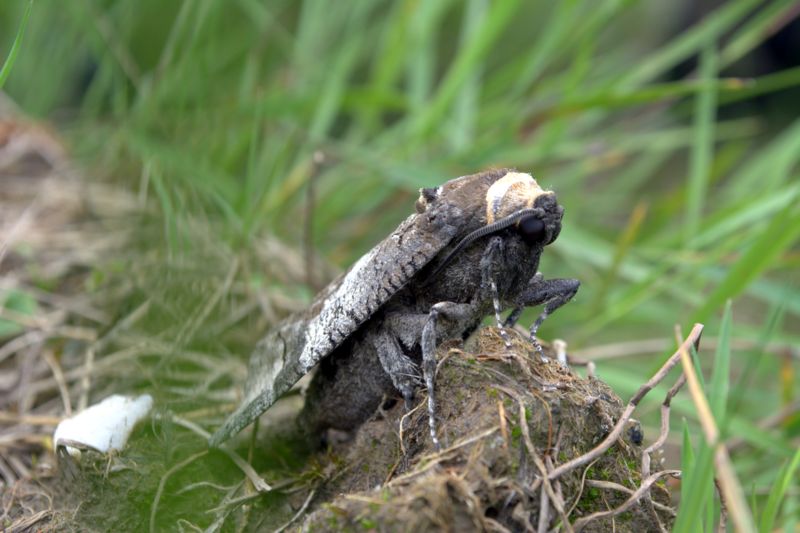 Falena da determinare - Cossus cossus