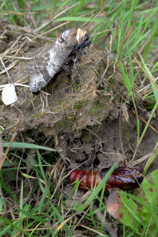 Falena da determinare - Cossus cossus