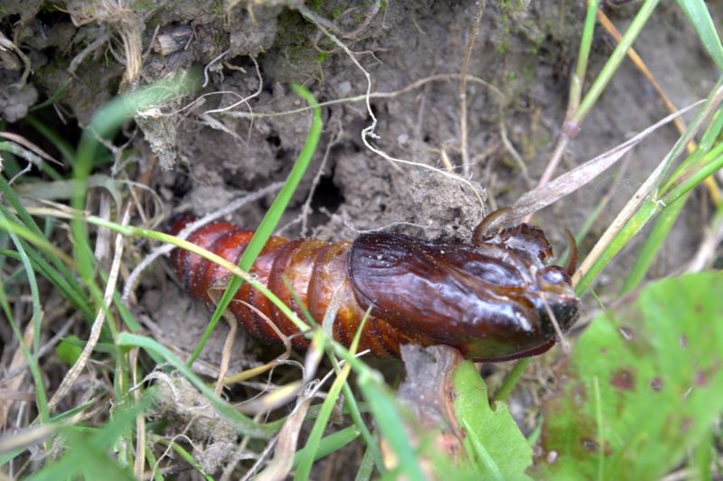 Falena da determinare - Cossus cossus