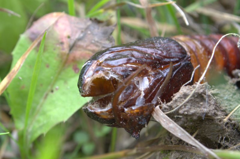 Falena da determinare - Cossus cossus