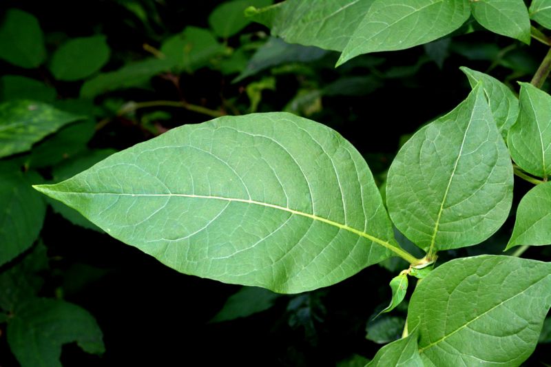 Atropa bella-donna / Belladonna