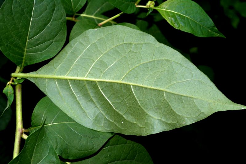 Atropa bella-donna / Belladonna