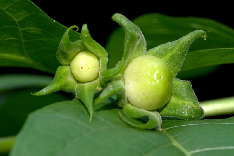 Atropa bella-donna / Belladonna