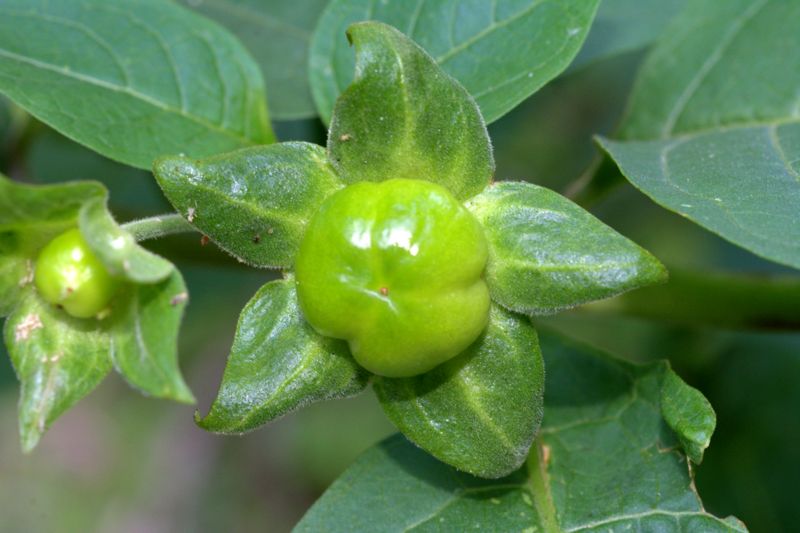 Atropa bella-donna / Belladonna