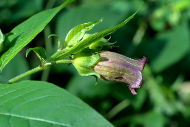 Atropa bella-donna / Belladonna