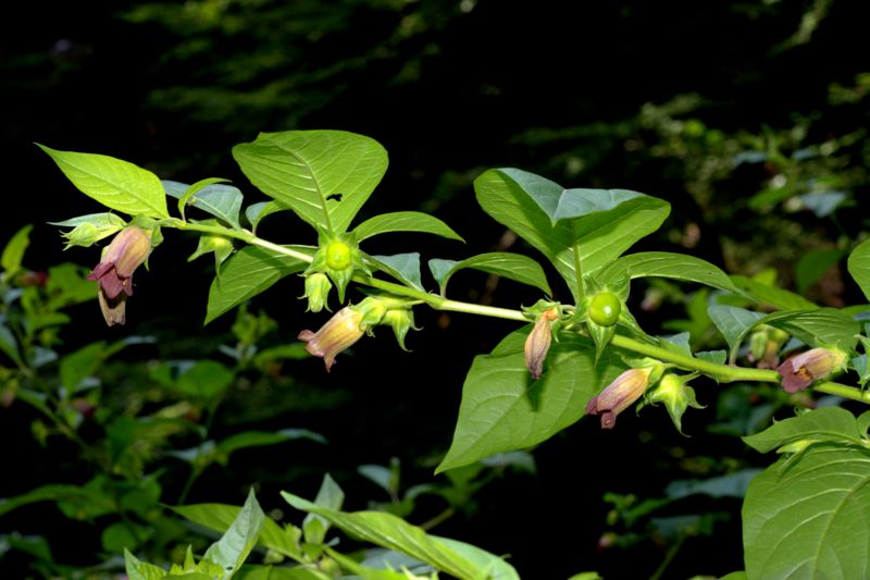 Atropa bella-donna / Belladonna