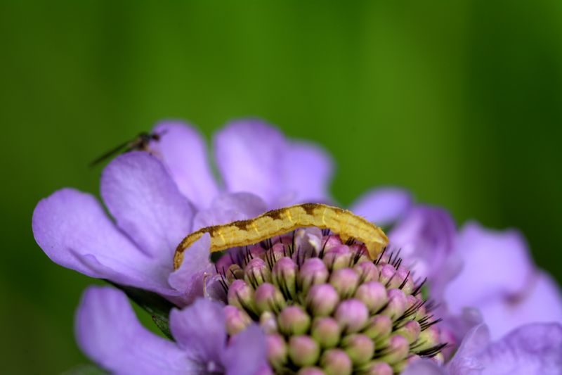 Bruco da determinare - Eupithecia sp. Geometridae