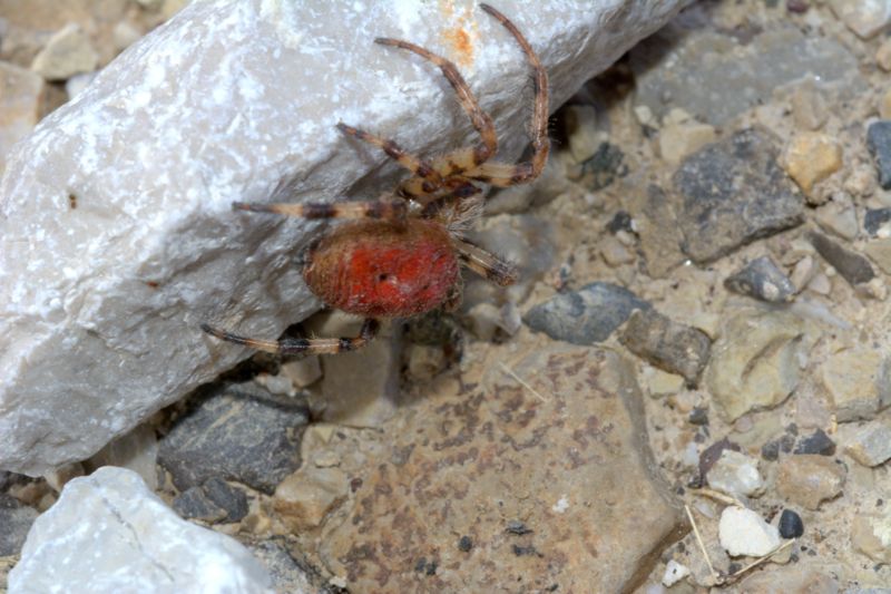 Araneus quadratus - Lardaro (TN)