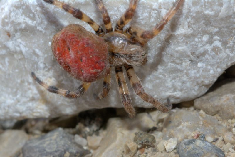 Araneus quadratus - Lardaro (TN)